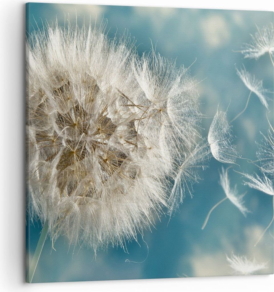 Bild auf Leinwand - Leinwandbild - Baby Sommer Pflanze - 50x50cm - Wand Bild - Wanddeko - Wandbilder - Leinwanddruck - Bilder - Kunstdruck - Wandde...