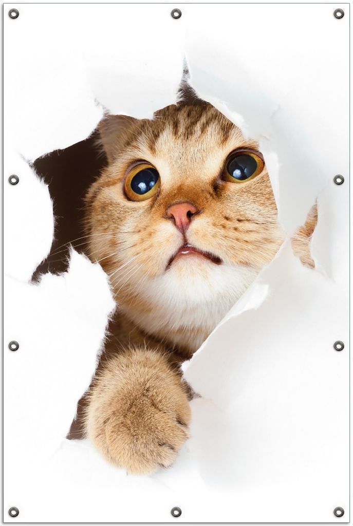 Wallario Outdoor-Poster für Garten oder Balkon, Motiv Katze mit Blick nach oben, in ca. 100 x 150 cm