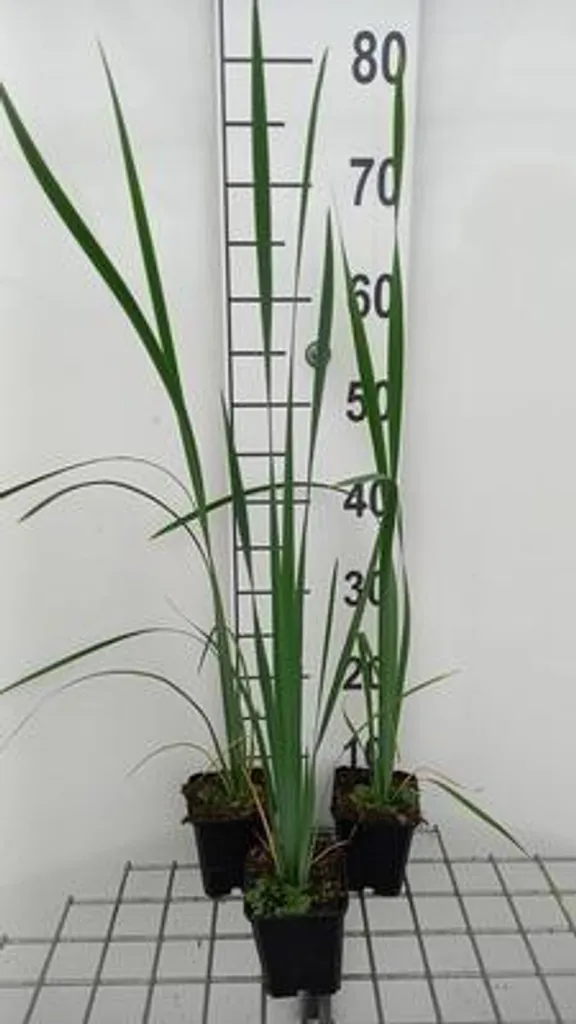 Iris Sibirica White Swirl Blanc Pur - 6 Plantes Robustes en Godet 9cm