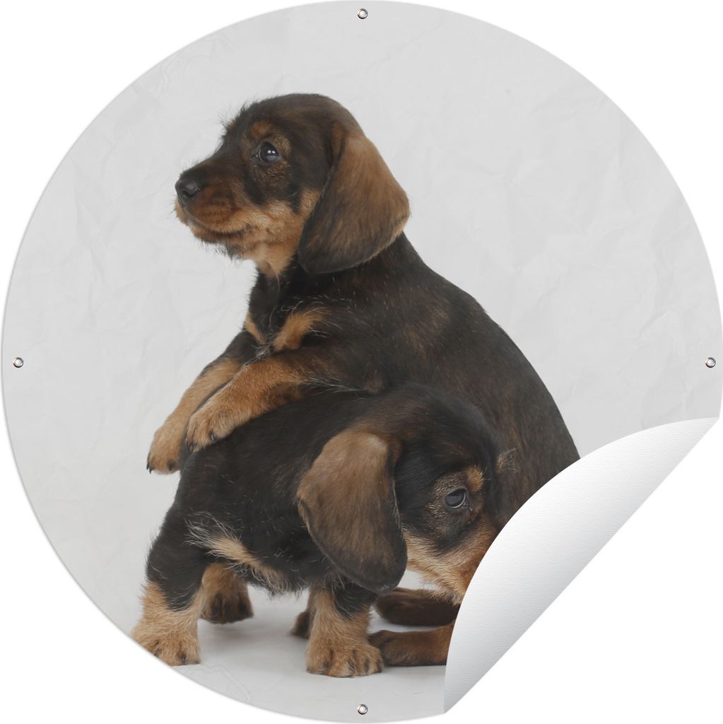 MuchoWow Gartenposter Outdoor-Poster Rund Studiofoto von zwei süßen Dackeln Ø 90 cm Gartendeko Rundes Poster draußen