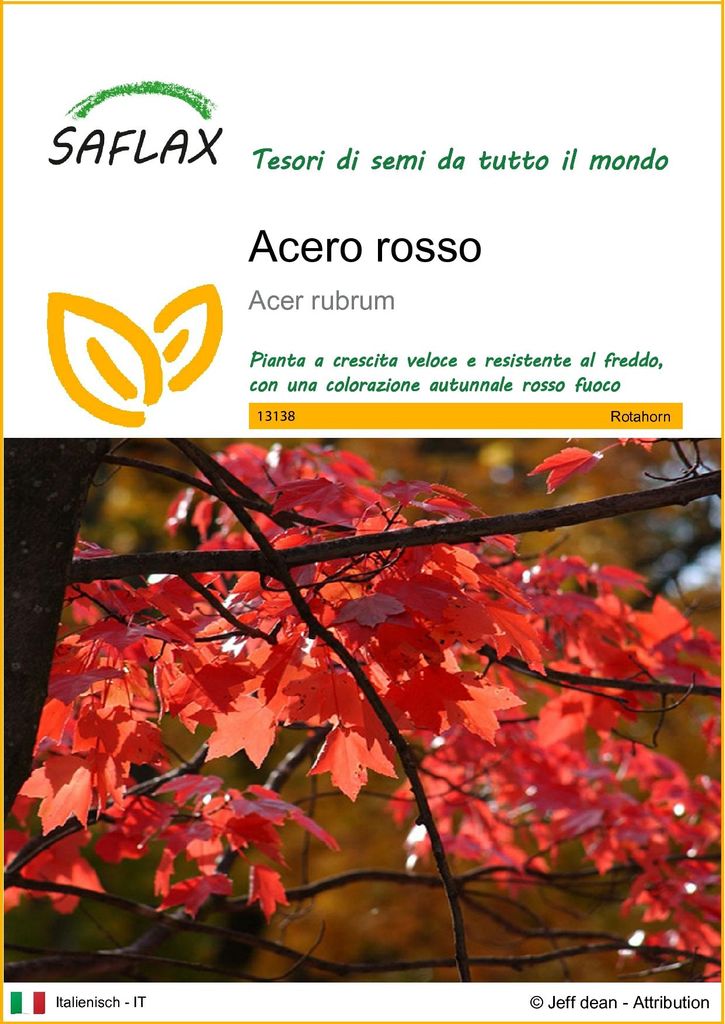SAFLAX  - Acero rosso  - 20 semi - Acer Immagine del prodotto 