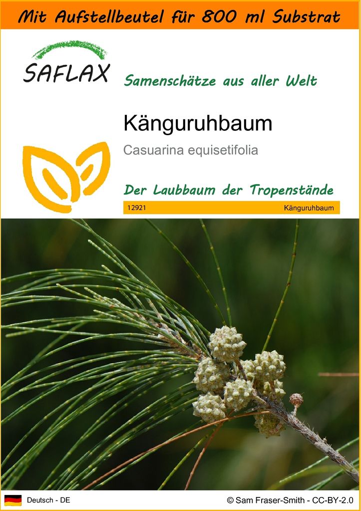 SAFLAX - Garden in the Bag - Känguruhbaum - 200 Samen - Mit Anzuchtsubstrat im praktischen, selbst aufstellenden Beutel - Casuarina equisetifolia