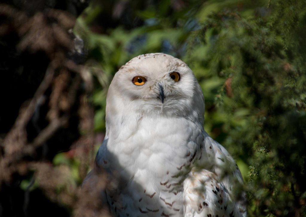 hansepuzzle 27980 - Eule Puzzle, 260 Teile, Tierwelt, 41,0 x 28,0cm mit hochwertiger Aufbewahrung, Kartonbox und wiederverschließbarem Beutel