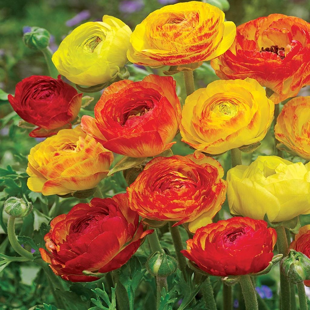 Ranunculus Ranuncolo Aviv Picotee Orange 5 pz Ranuncoli Immagine del prodotto 