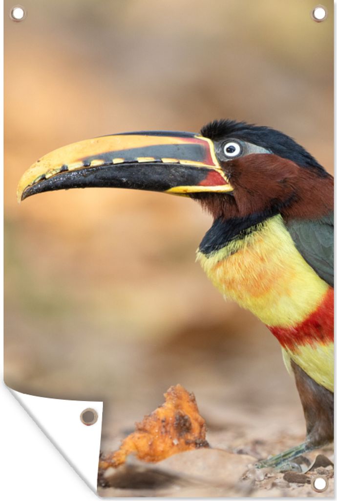 MuchoWow 60x90 cm Outdoor-Poster Gartendeko Sichtschutz Garten Poster für den Garten Vogel - Tukan - Federn - Natur