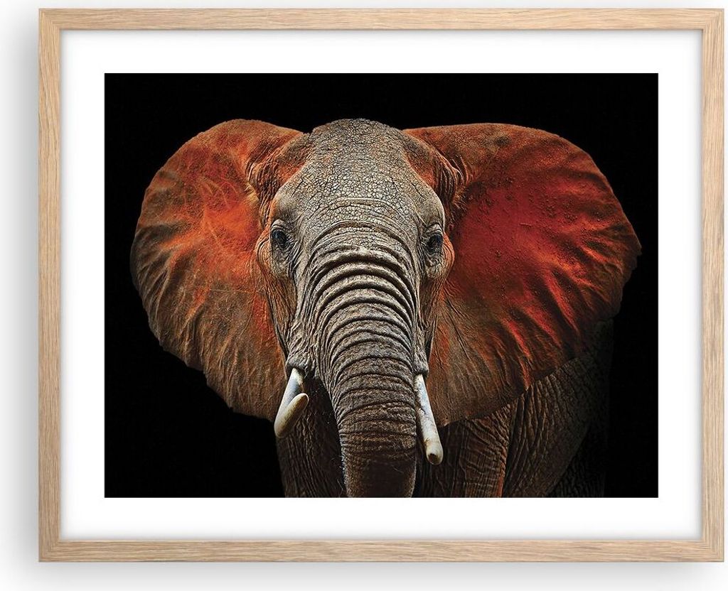 Gerahmtes Poster - Rahmen in heller Eiche - Elefant Rot Ohren - 50x40 cm - Wand Bild - Wanddeko - Wandbilder - Wandposter - Bilderrahmen - Bilder -...