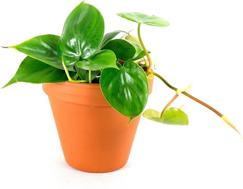 Gardners Philodendron scandens, průměr 12 cm Obrázek produktu 