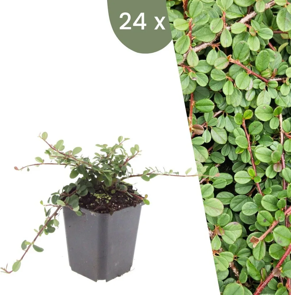 Stopper les mauvaises herbes avec 24 Cotoneaster Queen of Carpet rustiques