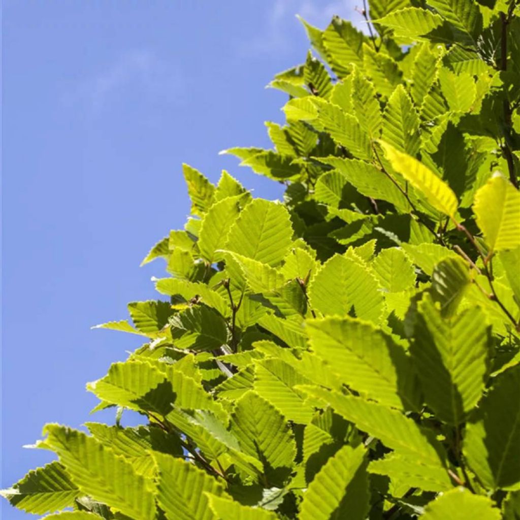 Carpinus betulus Monumentalis - Kompakte Säulenhainbuche