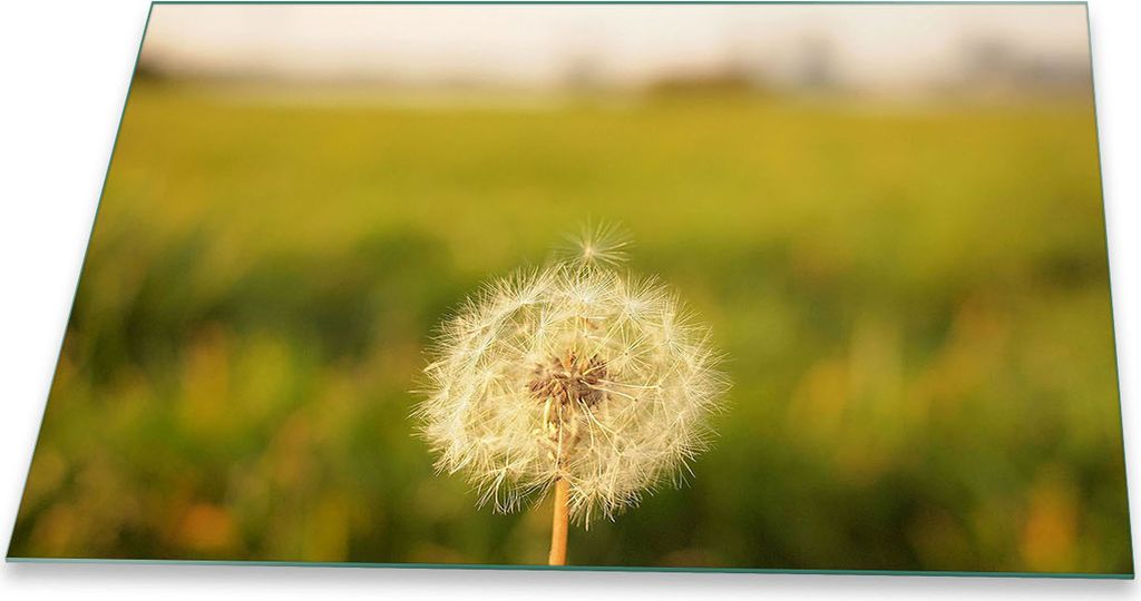 Herdabdeckplatte Glaskeramik 80x52 Pusteblume Grün Abdeckung Glas Spritzschutz Deko