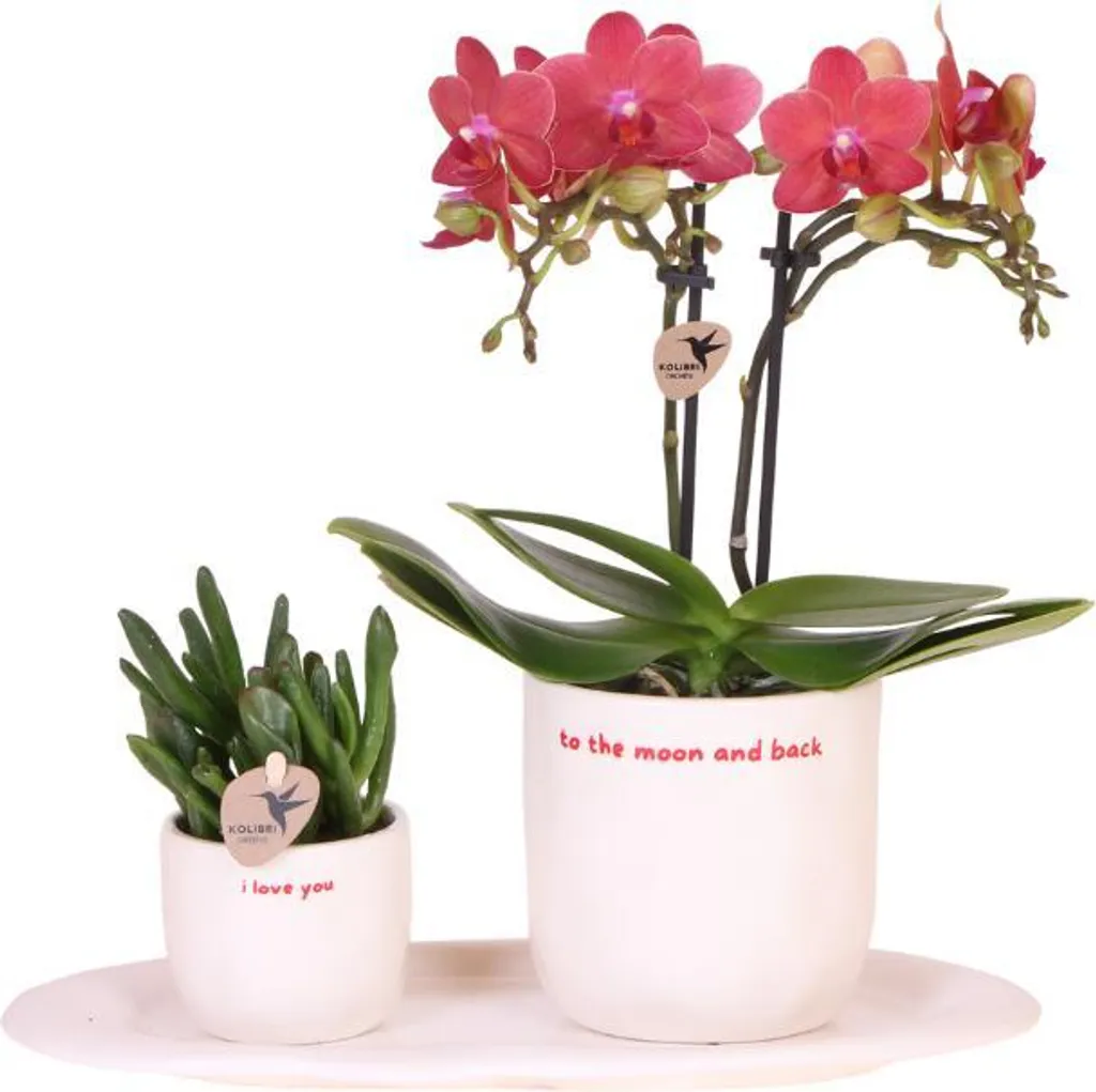 Composition florale orchidée rouge et plante grasse sur plateau déco