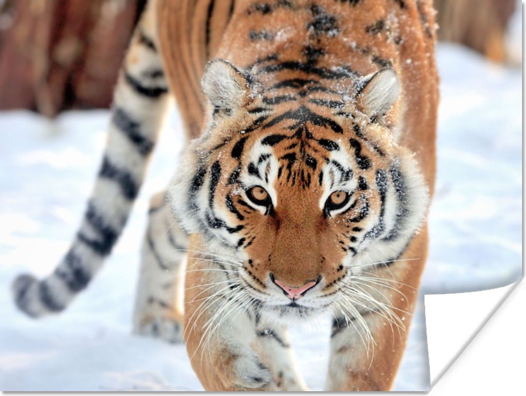 MuchoWow Poster Tiger - Schnee - Tiere 40x30 cm - Plakate für die Wände - Poster Wohnzimmer