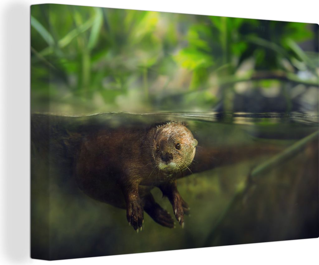OneMillionCanvasses - Leinwandbilder - 140x90 cm, Europäischer Fischotter unter Wasser, Wandbilder Kunstdruck Wanddekoration - Foto auf Leinwand...