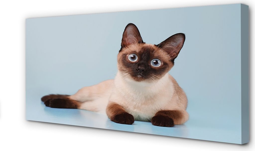 Leinwandbild 140x70 Wandkunst liegend Katze