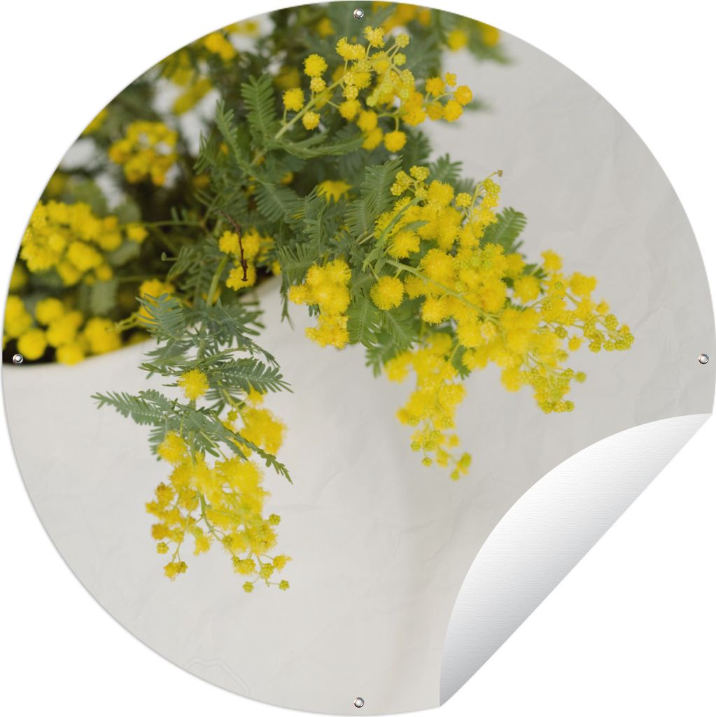 MuchoWow Gartenposter Outdoor-Poster Rund Gelbe Mimosenpflanzen mit grünen Blättern in einem großen Topf Ø 150 cm Gartendeko Rundes Poster dr...