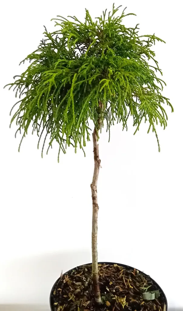 Thuya Whipcord sur tige persistant 50-60 cm pour terrasse et jardin