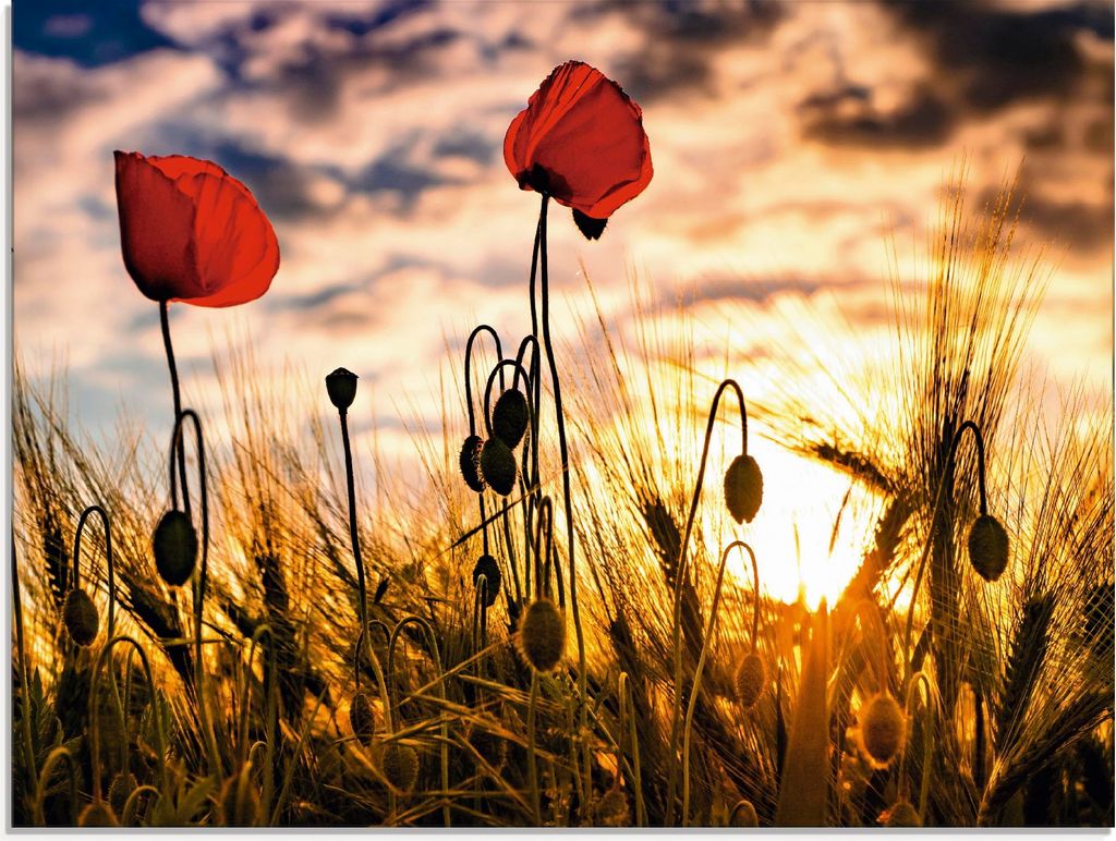 ARTland Glasbild Mohnblumen im Sonnenuntergang Größe: 60x45 cm
