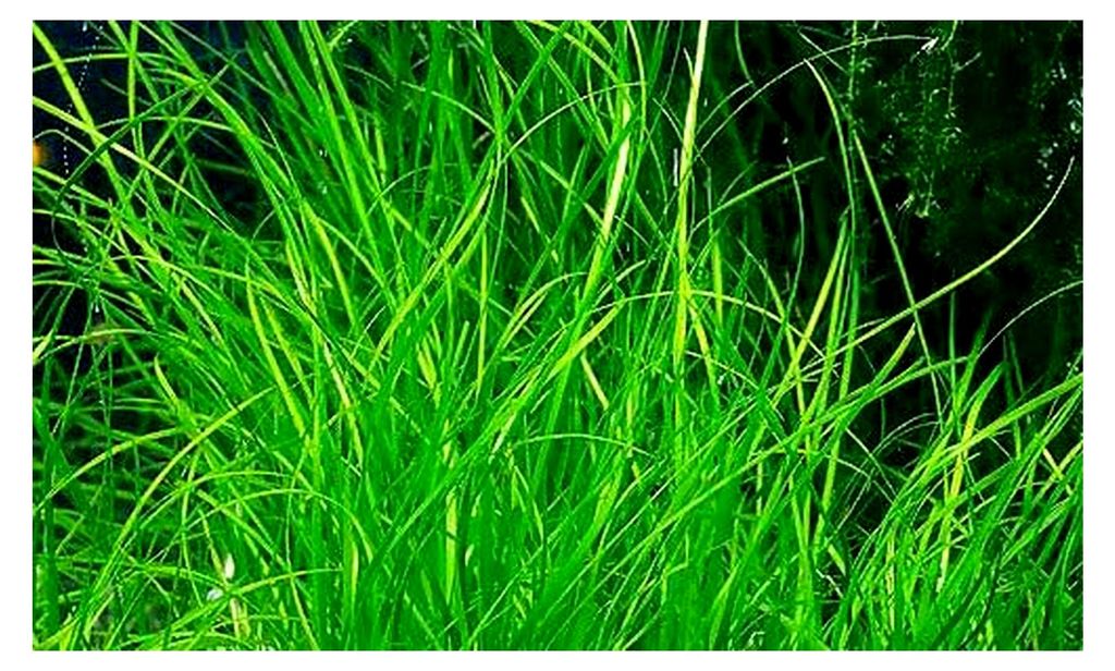 Vallisneria nana - 1 Bund - Lebende Aquarienpflanze