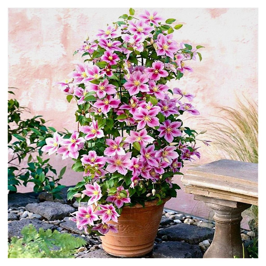 Clematis Piilu - Kletterpflanze - Lavendelrosa/Pink, Mehrjährig blühend und winterhart - 1,5 Liter Topf