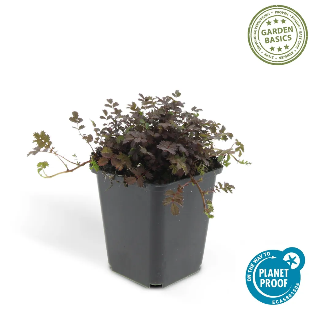 Acaena Kupferteppich Bronze - Couvre-sol Persistant et Rustique - 12 Pots - 5