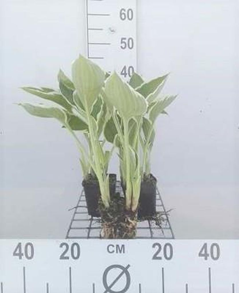 6 x Hosta hybr. 'Francee' - Hosta - Topf 9 x 9 cm
