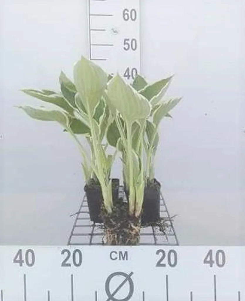 Hosta Francee - Lot de 6 vivaces décoratives en pots de 9cm pour l'ombre