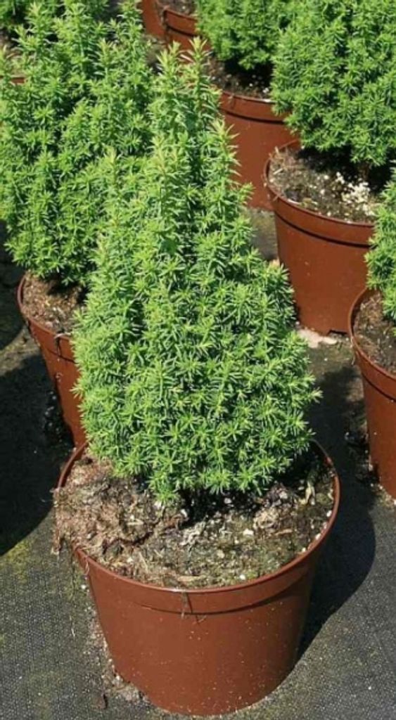 Chamaecyparis thyoides Top Point - Kegelzypresse - Produktbild 