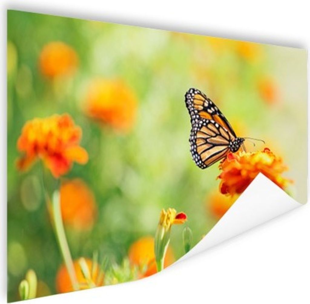 MuchoWow Poster Monarchfalter auf Blüte 180x120 cm - Fotoplakat
