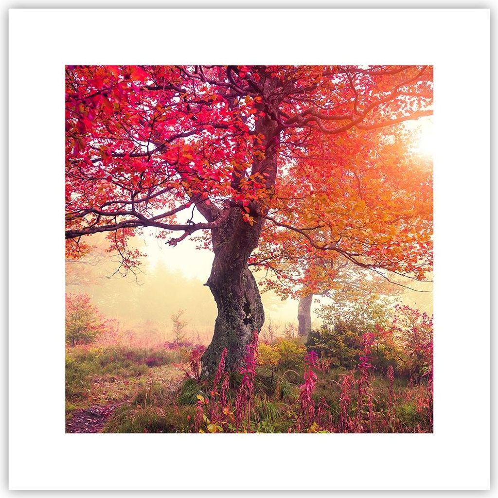 Poster - Poster ohne Rahmen - Baum Natur Wiese - 30x30 cm - Wand Bild - Wanddeko - Wandbilder - Kunstposter - Wandposter - Bilder - Kunstdruck - Wa...