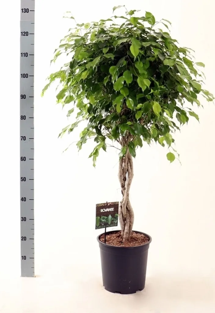 Ficus Benjamina Exotica Tige 120 cm - Plante d'Intérieur Verte Naturelle
