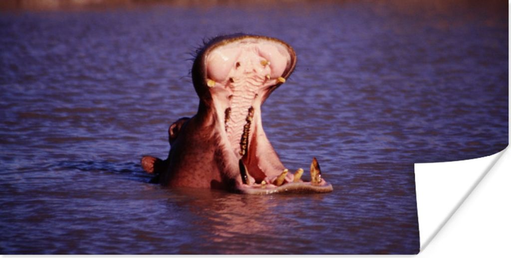 MuchoWow Poster Nilpferd - Wasser - Schnabel 40x20 cm - Poster für die Wand - Poster Schlafzimmer