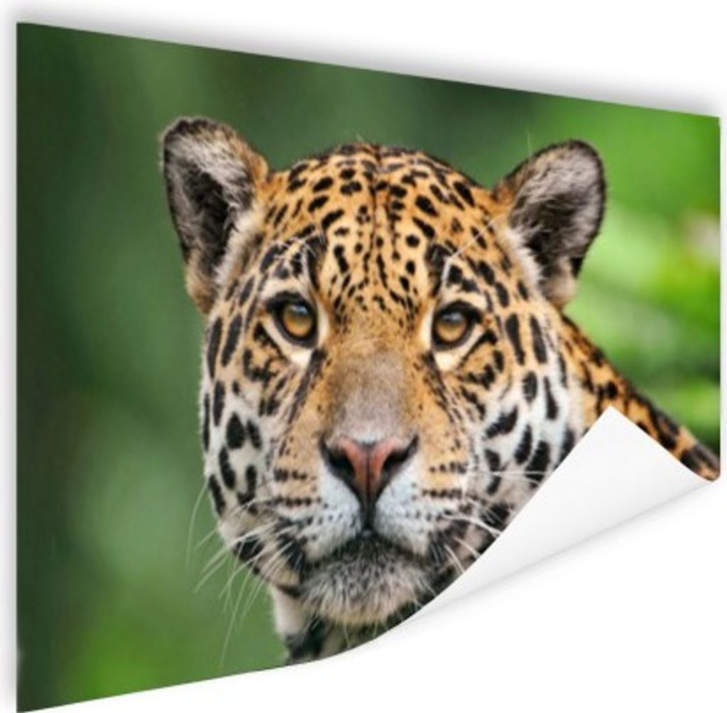 MuchoWow Poster Leopard - Natur - Gefleckt 180x120 cm - Fotoplakat