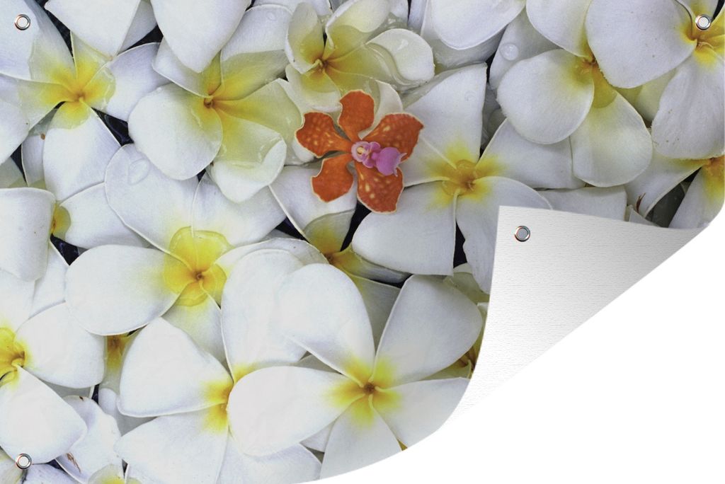 MuchoWow 120x80 cm Outdoor-Poster Gartendeko Sichtschutz Garten Poster für den Garten Muster aus gelben und weißen Plumeria-Blüten