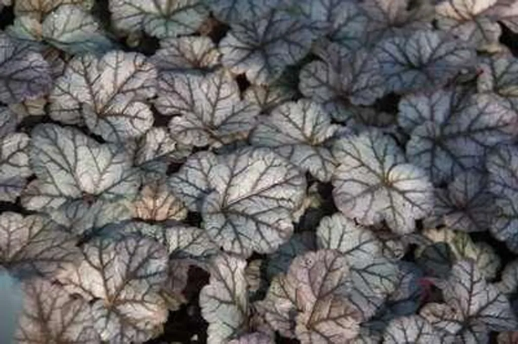 6 Heuchera hybr. Cinnabar Silver - Campanule pourpre en pot 9x9 cm