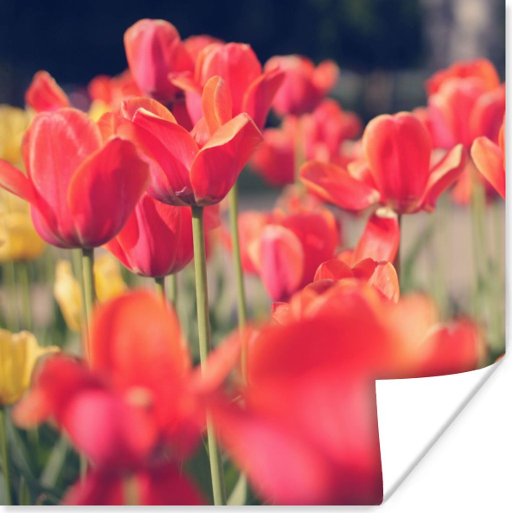 MuchoWow Poster Tulpen - Blumen - Natur 30x30 cm - Wandposter - Printing