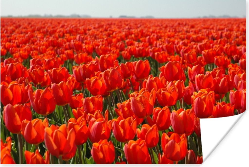 MuchoWow Poster Ein großes Feld mit nur roten Tulpen 120x80 cm - Bilder
