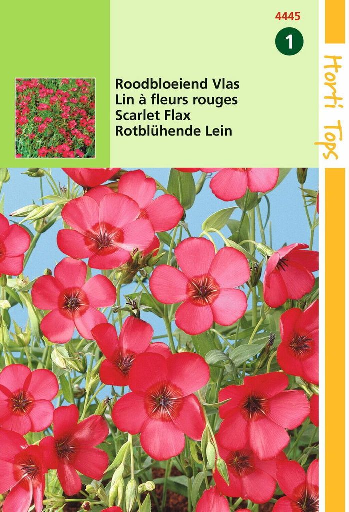 Rotblühende Lein | Blumensamen von Hortitops