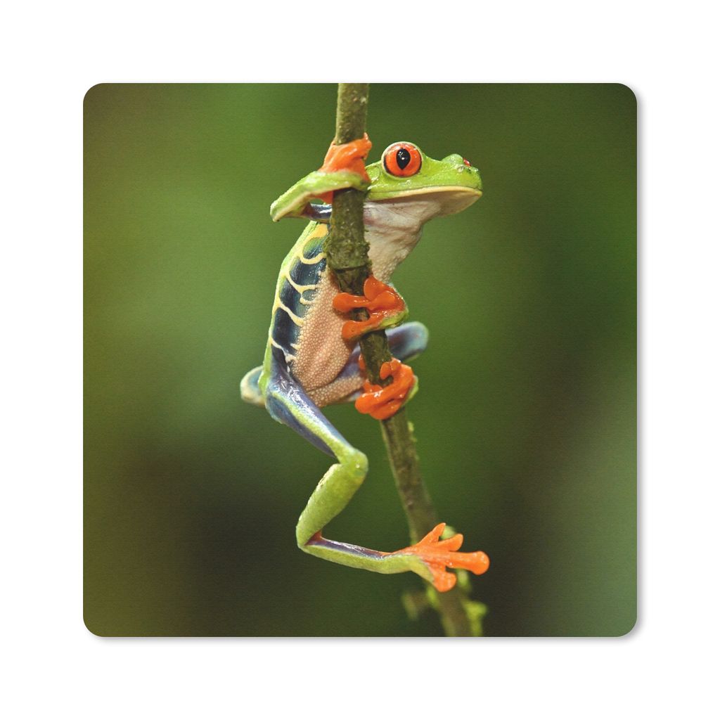 MuchoWow Mauspad Mousepad Rotaugenlaubfrosch im Dschungel 20x20 cm - Mousepads - Maus Mat - Pad - Mausunterlage - Desk Mat - Bureauartikeln