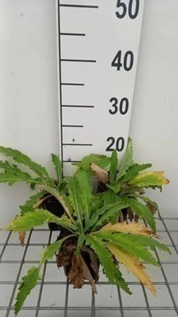 Pavot Beauty of Livermere - Fleur Rouge Géante - Pack 6 Plants en Pots