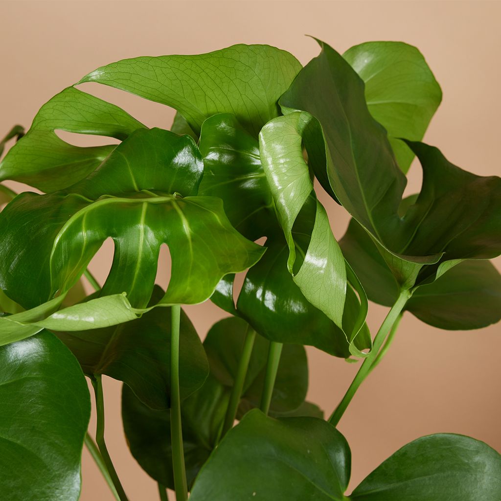 Bloomique - 2er Set - Monstera Deliciosa - Fensterblatt -