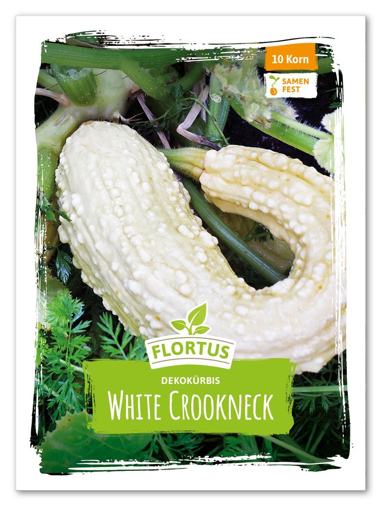 Dekokürbis White Crookneck | Kürbissamen von FLORTUS Produktbild 