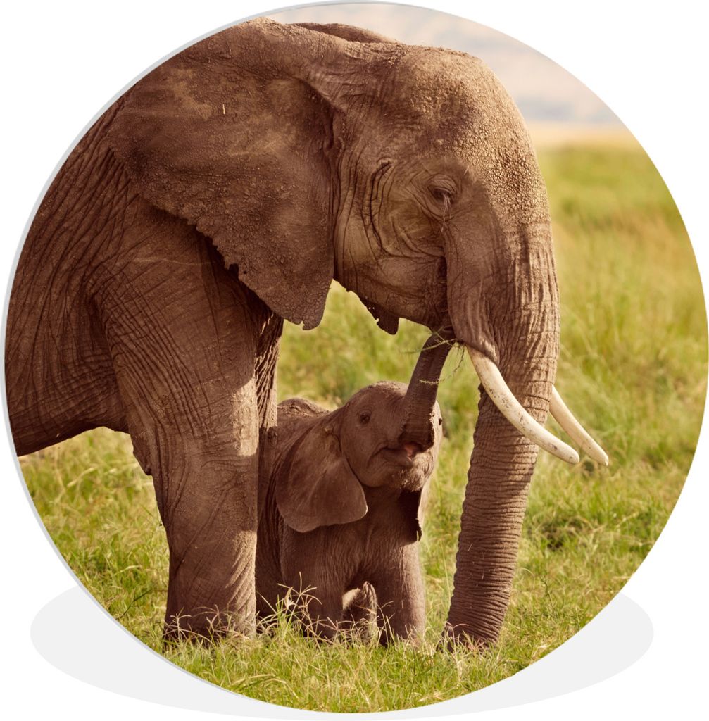 MuchoWow Rundes Wandbild - Runde Bilder Elefant - Gras - Jung - Rüssel Ø 30 cm Kreis Wanddekoration Kunststoff - Wandkreis - Wandschmuck - Schl...