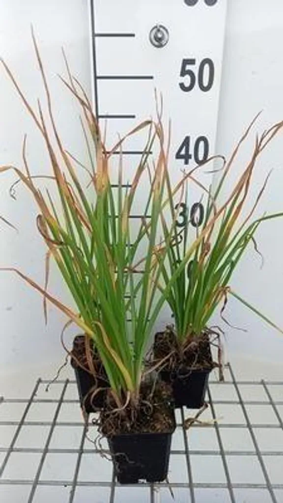 Plante vivace Lys torche Kniphofia Tawney King - Lot de 6 godets