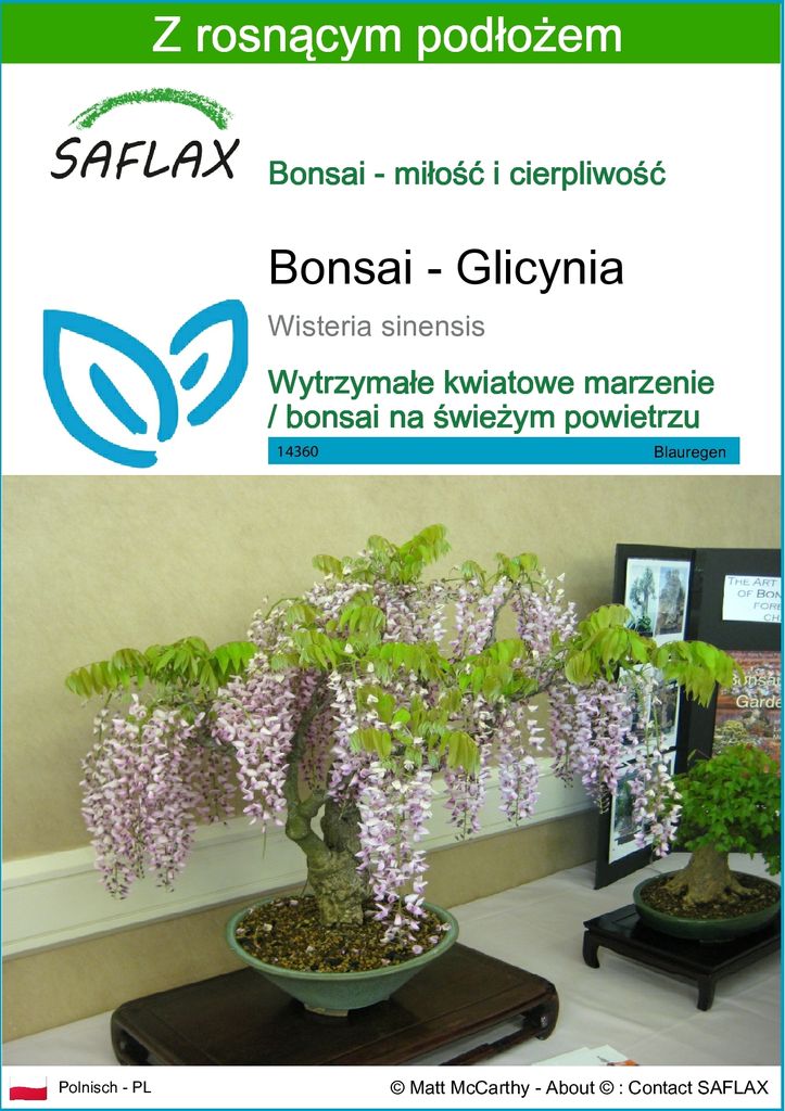 SAFLAX - Bonsai - Glicynia - 4 Nasiona - Z podłożem Zdjęcie produktu 