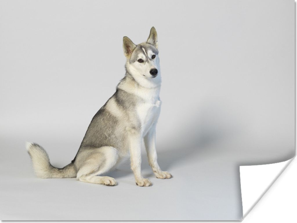MuchoWow Poster Husky vor weißem Hintergrund 80x60 cm - Kunst für zu Hause