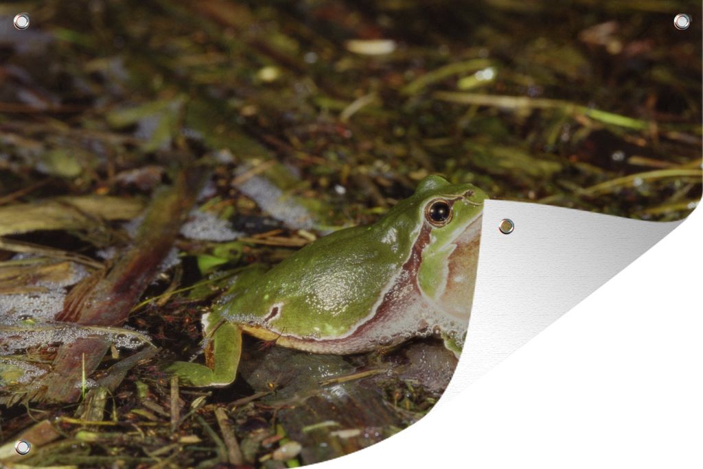 MuchoWow 120x80 cm Outdoor-Poster Gartendeko Sichtschutz Garten Poster für den Garten Quakender Frosch