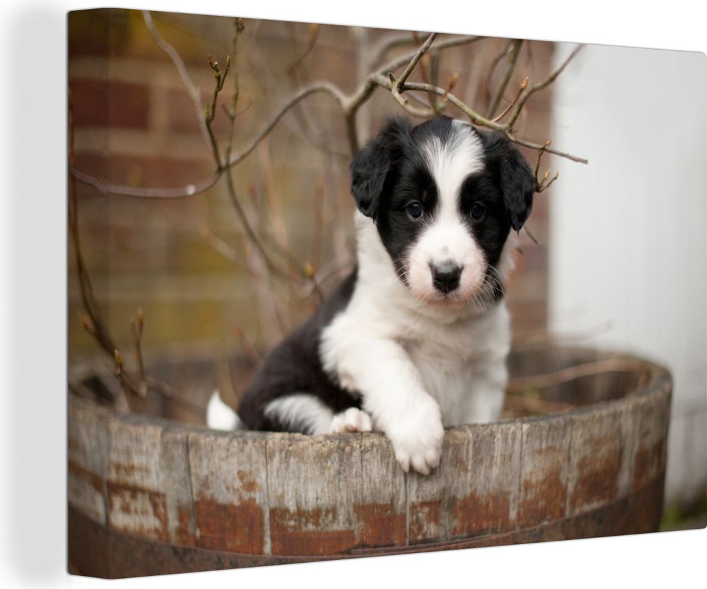 OneMillionCanvasses - Leinwandbilder - 140x90 cm, Border Collie Welpe sitzt in einem Blumentopf, Wandbilder Kunstdruck Wanddekoration