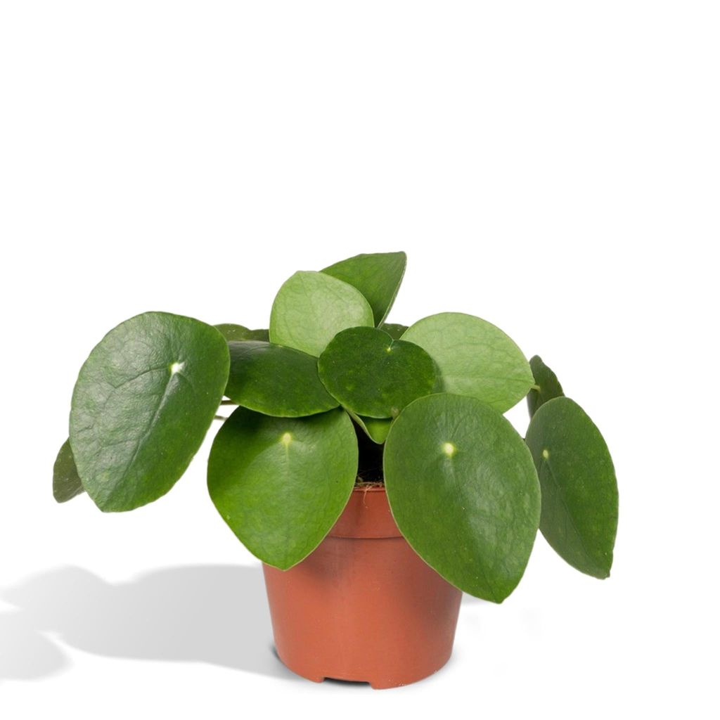 Meergroothandel Pilea Peperomiodes (Pfannkuchenpflanze) - 20 cm, Ø12 cm
