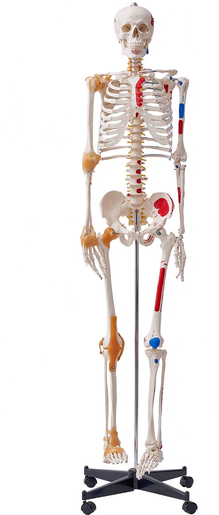 VEVOR Model ludzkiego szkieletu do anatomii, 182 cm Zdjęcie produktu 