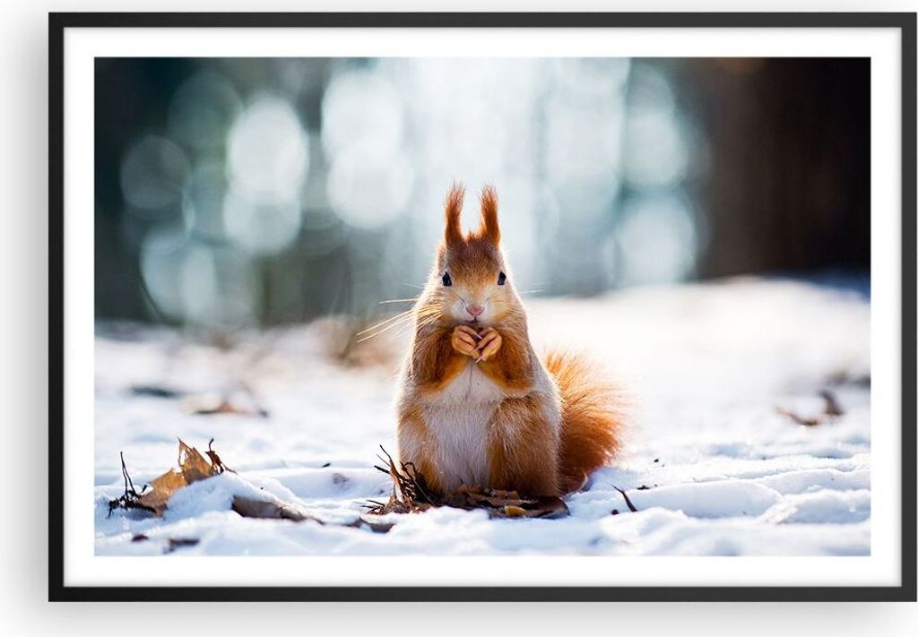Gerahmtes Poster - Schwarzer Rahmen - Eichhörnchen Winter Schnee Essen - 91,5x61 cm - Wand Bild - Wanddeko - Wandbilder - Wandposter - Bilderrahme...